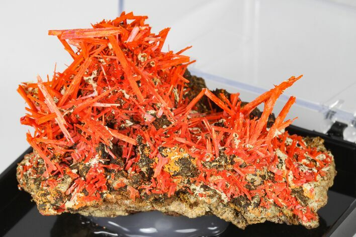 Bright Orange Crocoite Crystal Cluster - Tasmania #182729